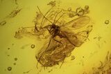 Fossil Fly (Diptera) And Beetle (Coleoptera) In Baltic Amber #109486-3